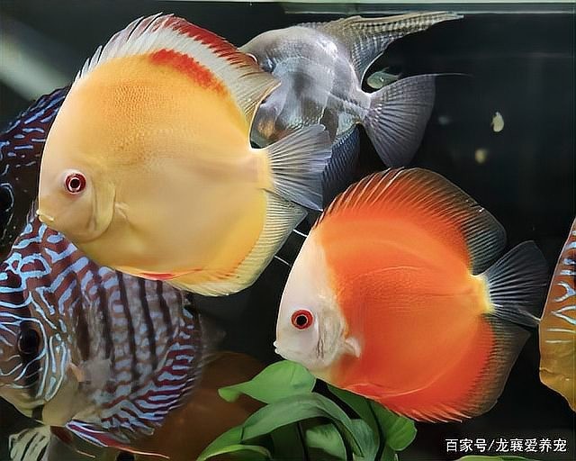 黑底透光需要多大的魚缸