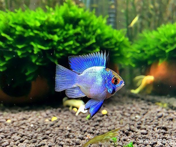 附近水族魚店
