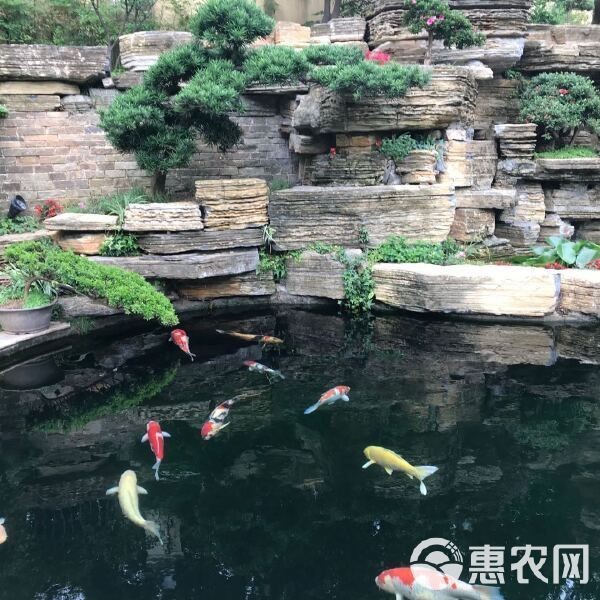 紅白錦鯉一段可以買嗎