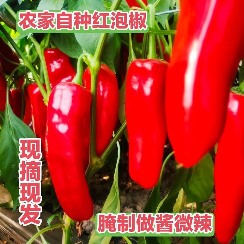 紅辣椒的好看圖片
