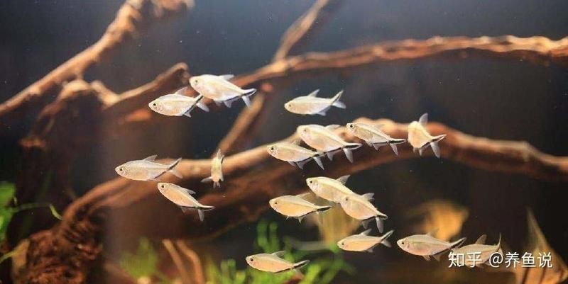 紅尾平克混養 紅尾平克混養 龍魚論壇 第5張