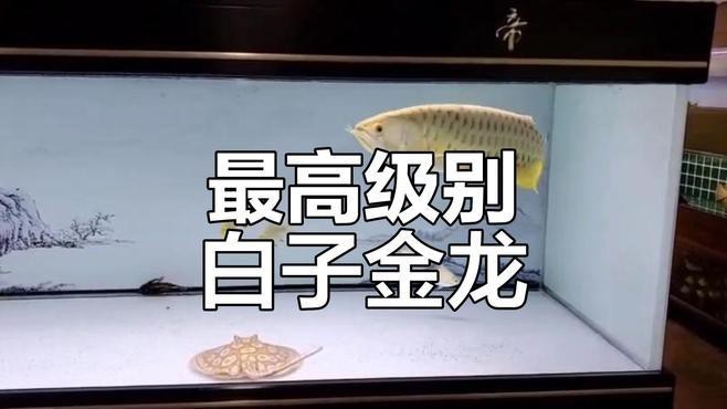詳細閱讀:金龍過背哪個品種最稀有? 金龍過背哪個品種最稀有?