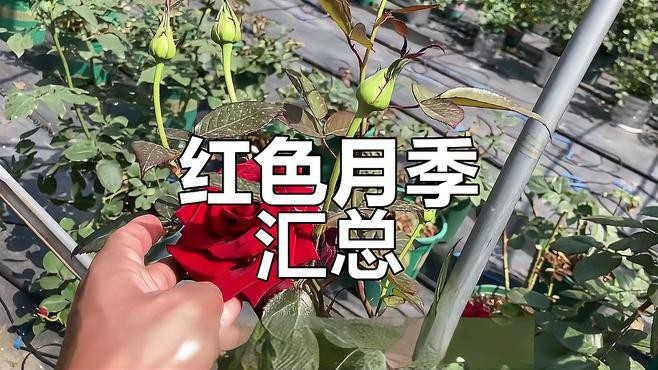 推薦一些紅色系的耐雨月季品種