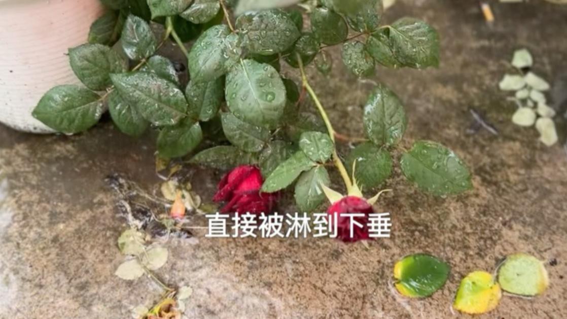 推薦一些紅色系的耐雨月季品種