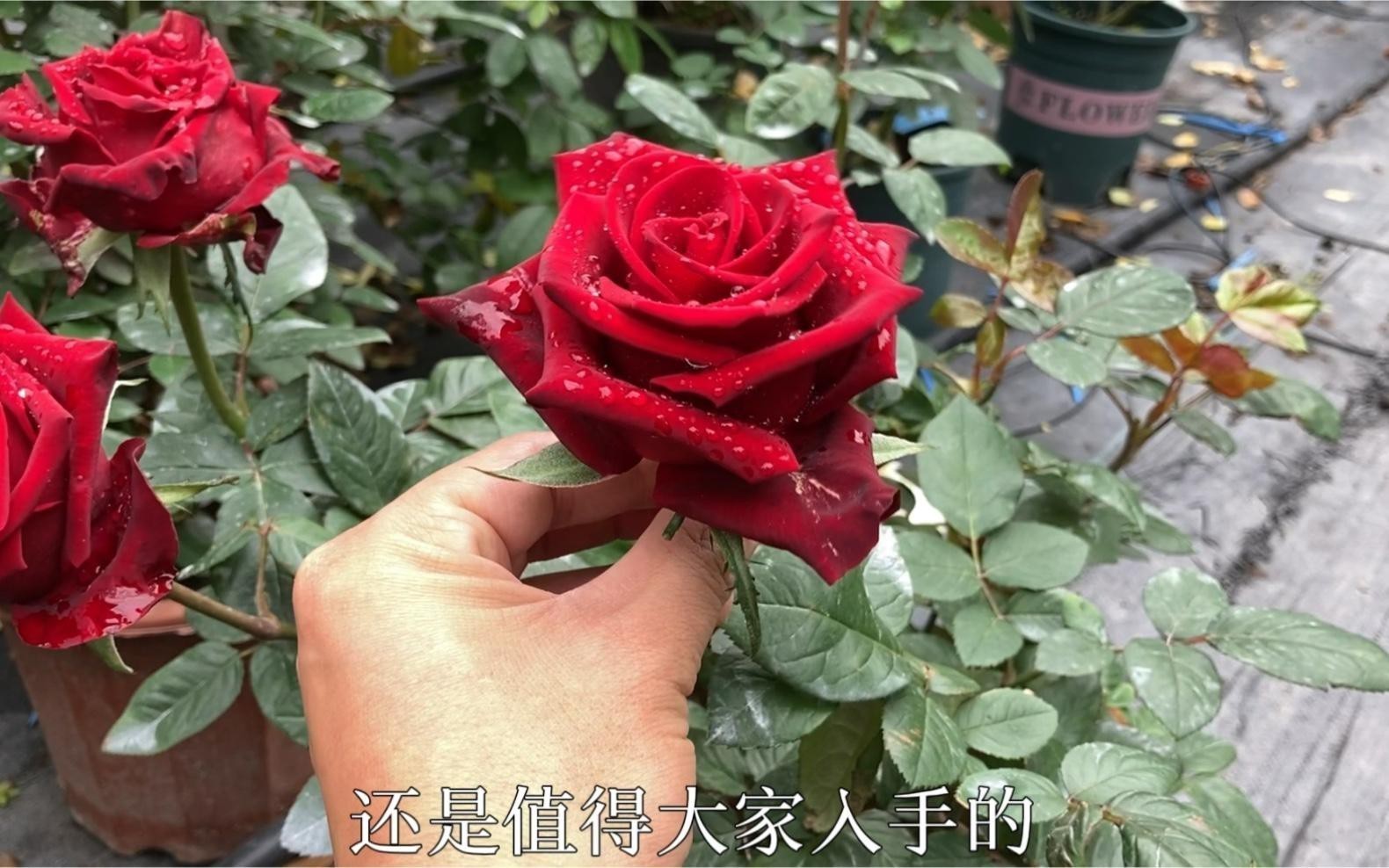 推薦一些紅色系的耐雨月季品種