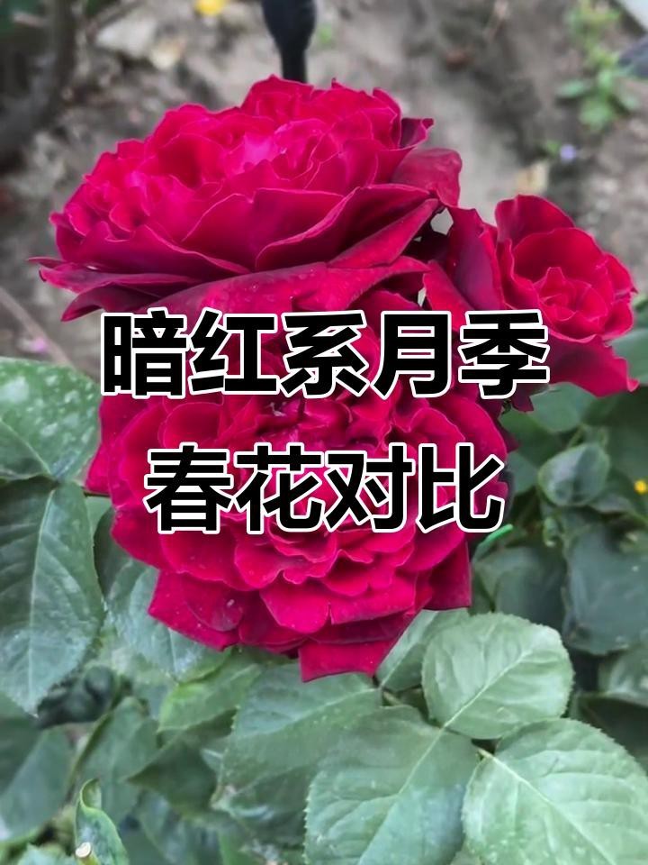 推薦一些紅色系的耐雨月季品種