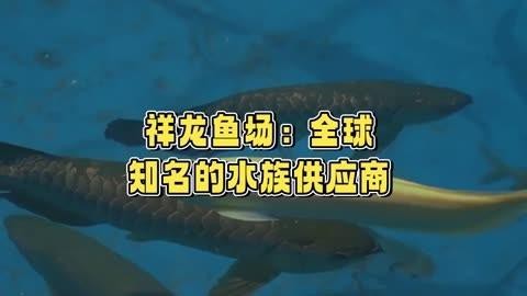 祥龍魚(yú)場(chǎng)在全國(guó)有哪些分店？