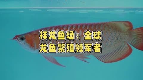 祥龍魚(yú)場(chǎng)在全國(guó)有哪些分店？