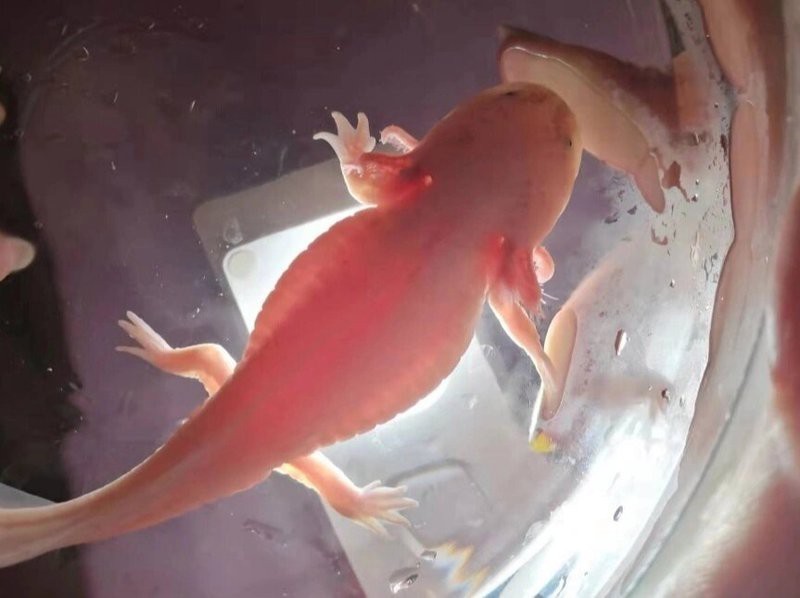 有哪些恐龍魚腹水的成功案例