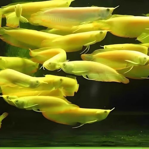 銀龍魚苗10cm怎么養好看圖片