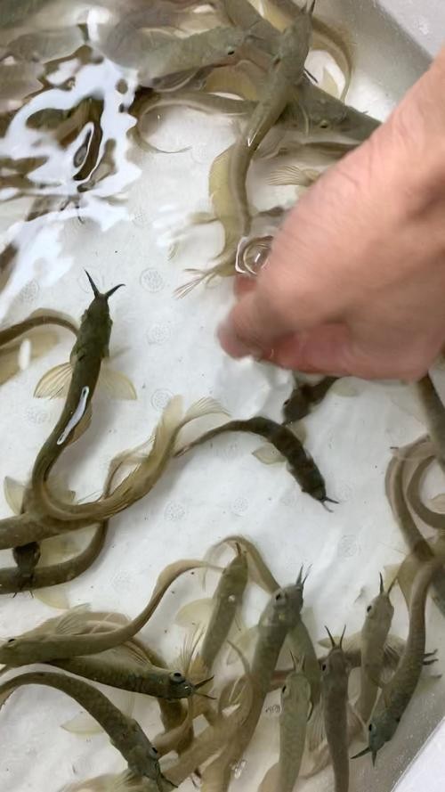銀龍魚苗10cm怎么養好看圖片