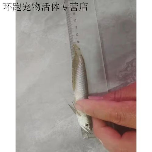 銀龍魚苗10cm怎么養好看圖片