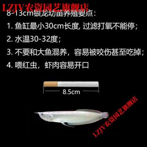 銀龍魚苗10cm怎么養好看圖片