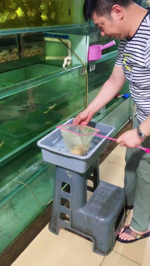 銀龍魚苗10cm怎么養好看圖片