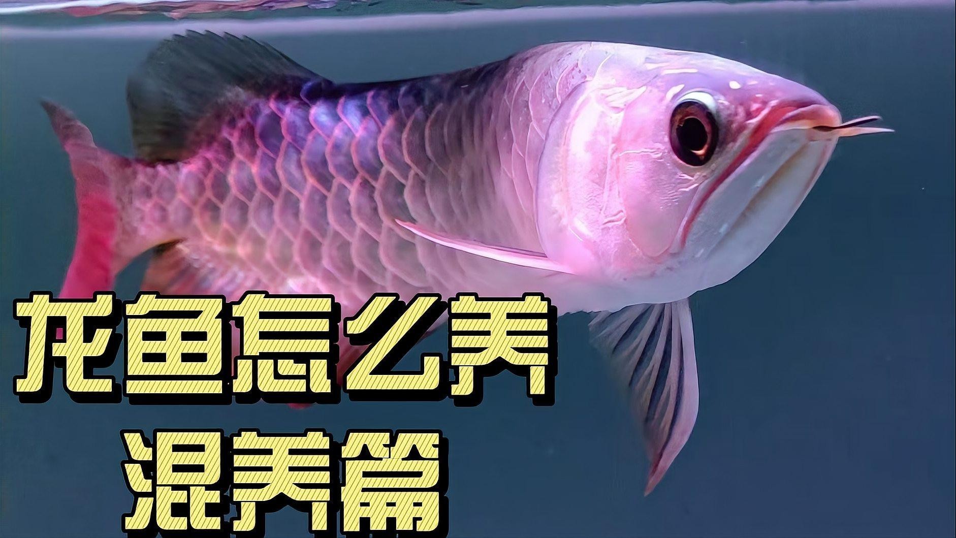 龍魚混養打架怎么辦,一直讓他打嗎為什么