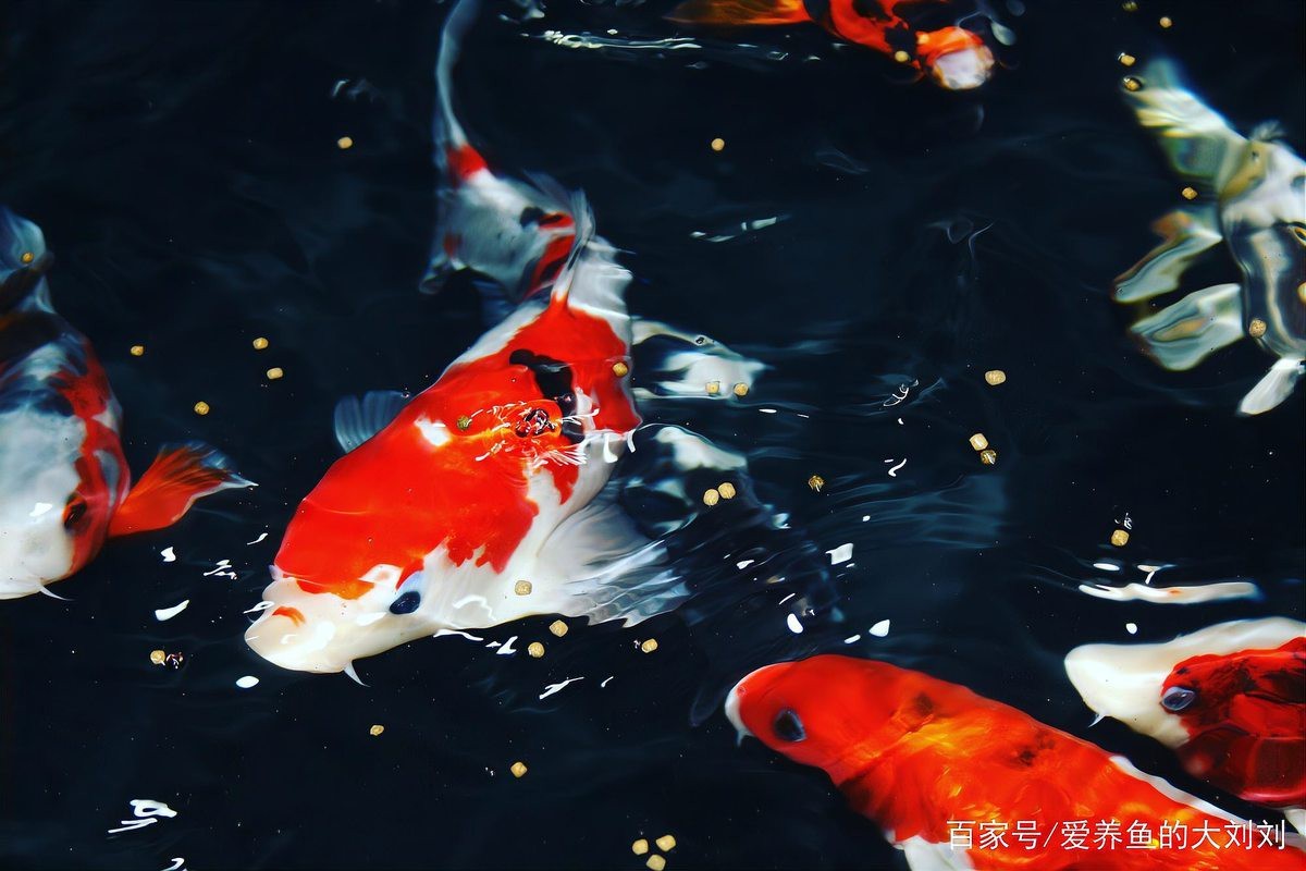 錦鯉側身蹭缸底是怎么回事