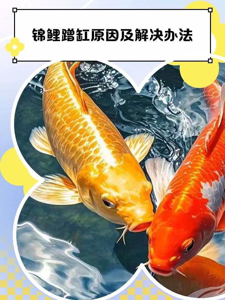 錦鯉側身蹭缸底是怎么回事