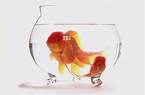 10-19條魚吉祥寓意