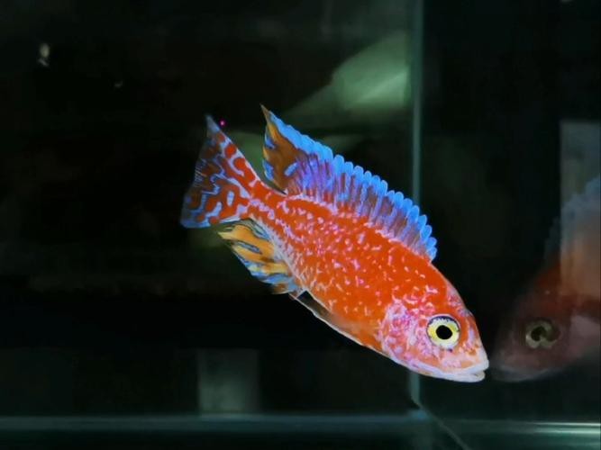 紫焰血紅龍的市場供應量如何？