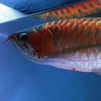紅龍魚和虎魚混養