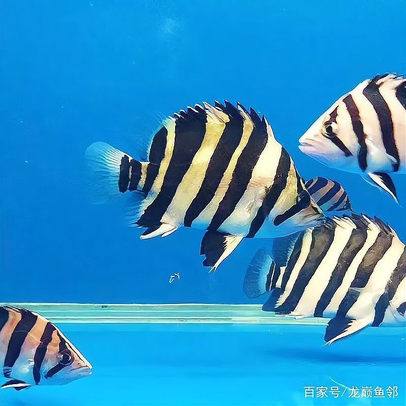 十大最貴虎魚排名圖片