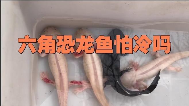六角恐龍魚冬天怎么養