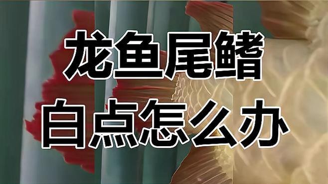 龍魚白點病有哪些癥狀？