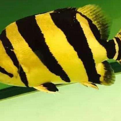 虎魚的功效與作用