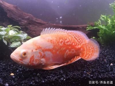 紅龍魚圖片大全大圖霸氣頭像女生（紅龍魚圖片大全大圖霸氣頭像女生版）