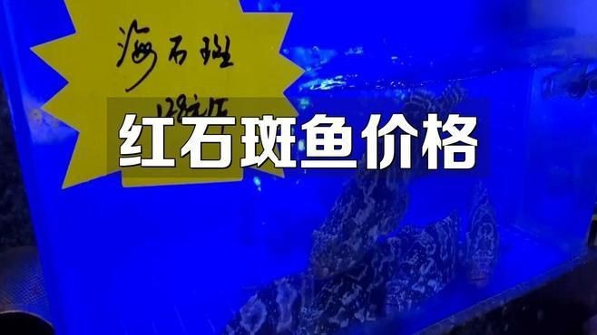 紅石斑是什么檔次的魚