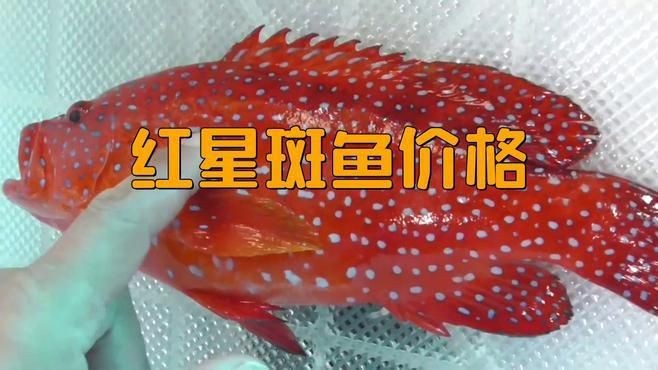 紅石斑是什么檔次的魚