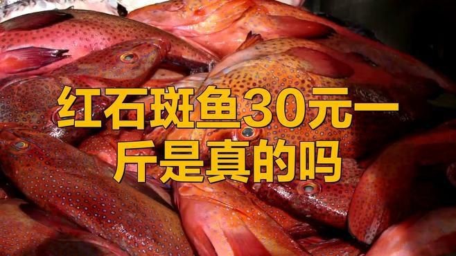 紅石斑是什么檔次的魚