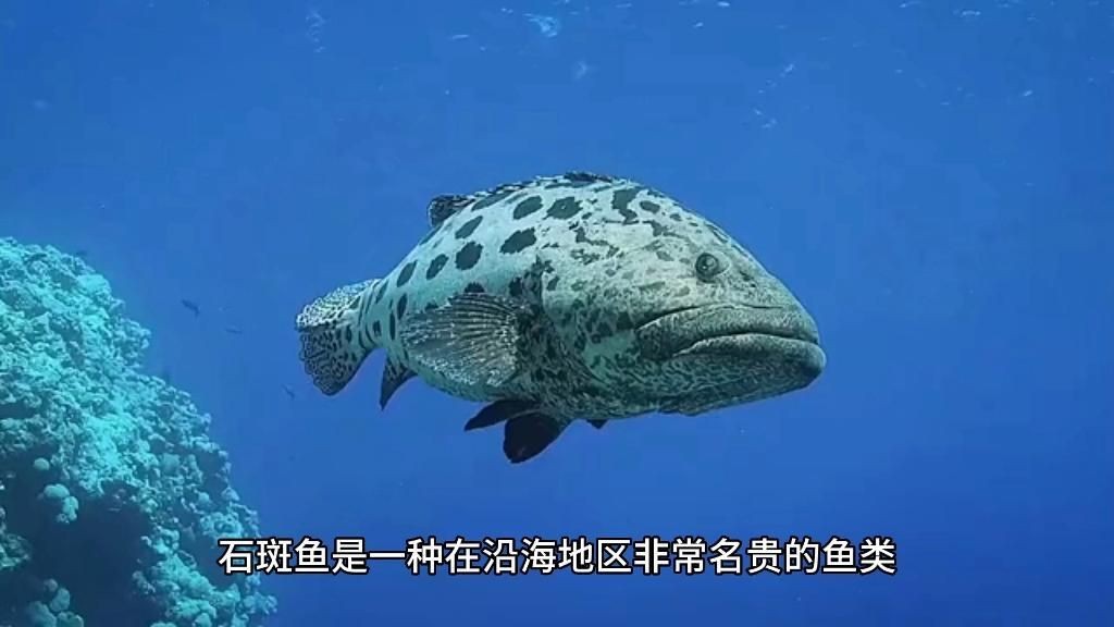 紅石斑是什么檔次的魚