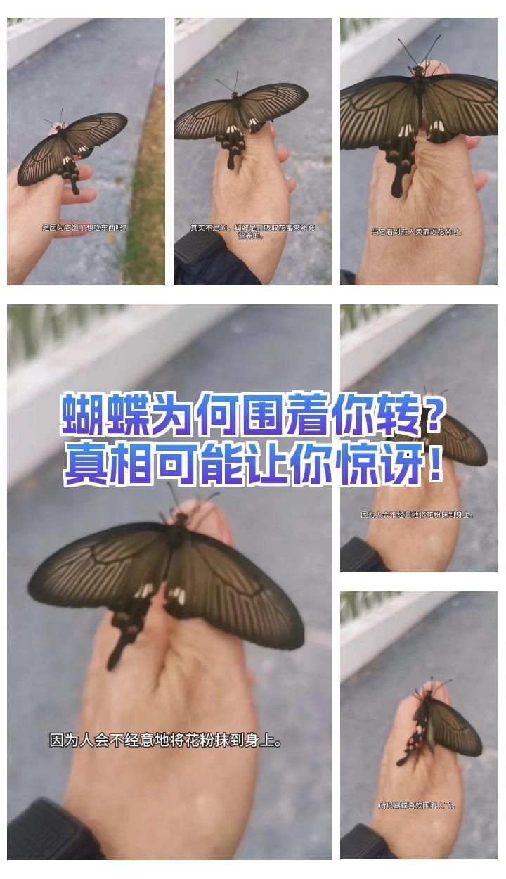 蝴蝶靠近人是暗示啥意思