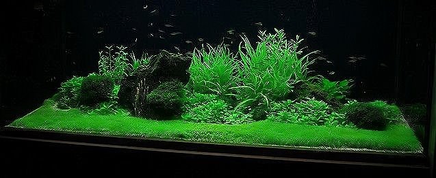 水族營業執照最新規定