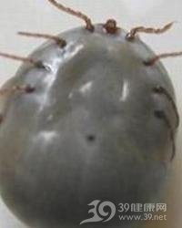 非洲金鼓魚身上爛肉什么原因