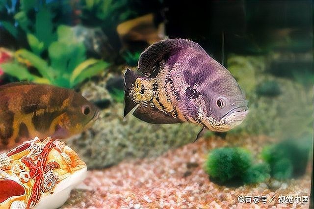 龍魚適應新環境需要多長時間？