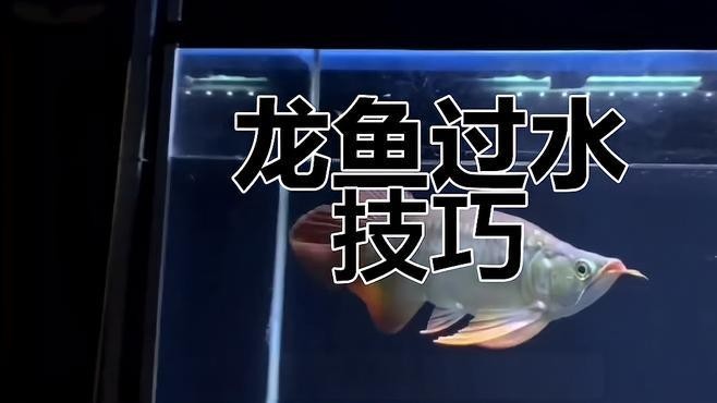 龍魚飼料的消毒方法有哪些？，魚飼料的消毒方法對于保持水質清潔和防止疾病傳播至關重要