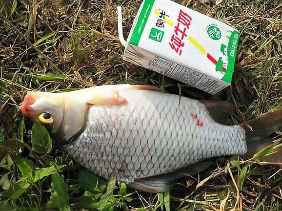 三角鯽魚圖片