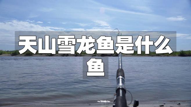 天山雪龍魚產(chǎn)地