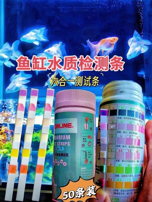 紅龍魚怎么養及喂養技巧圖片大全