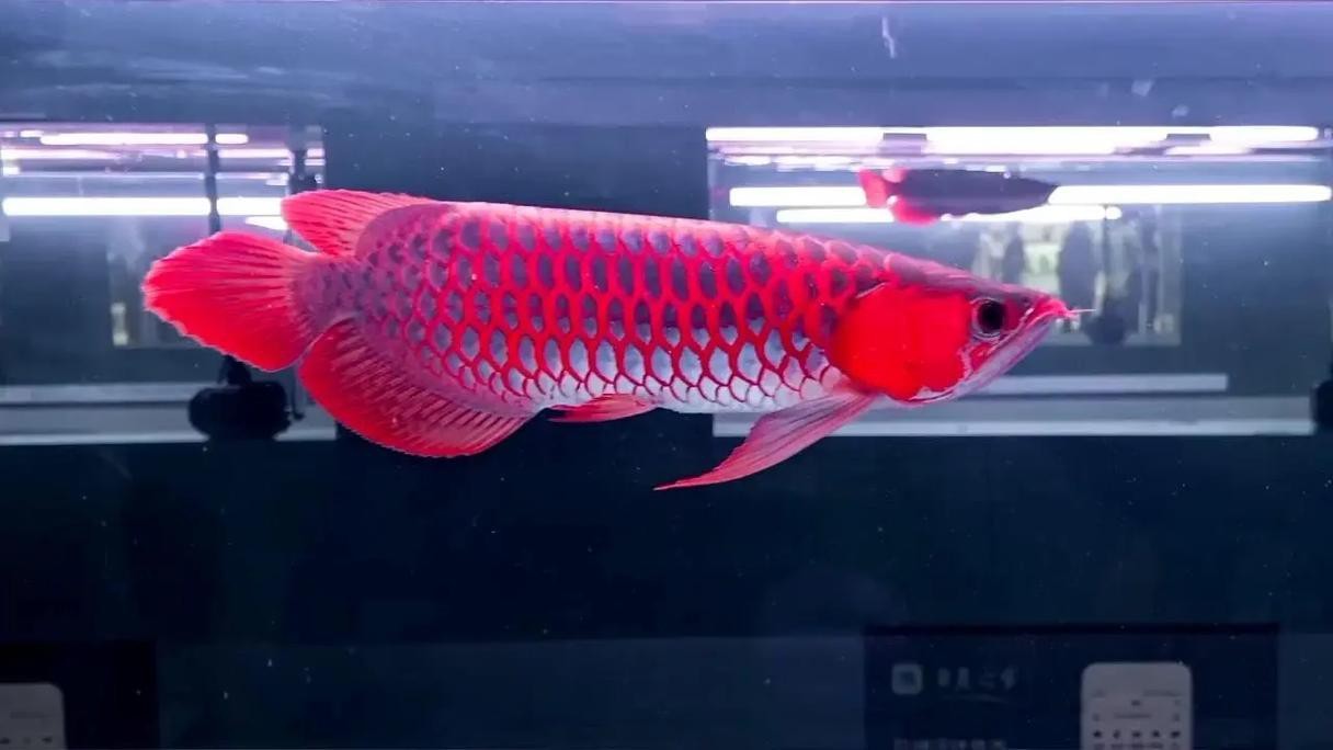 紅龍魚怎么養及喂養技巧圖片大全