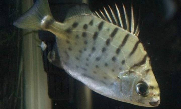 非洲金鼓魚