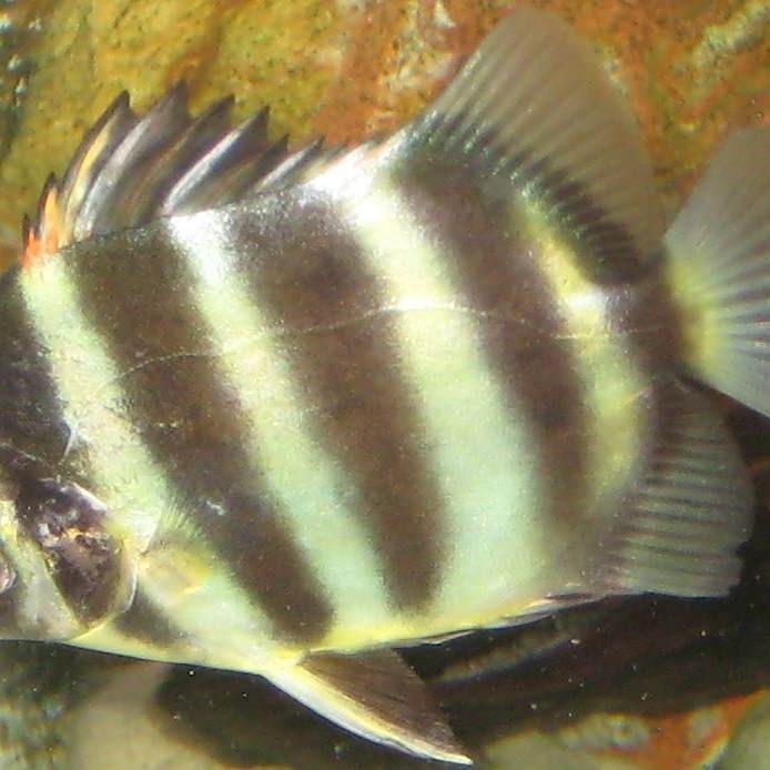非洲金鼓魚