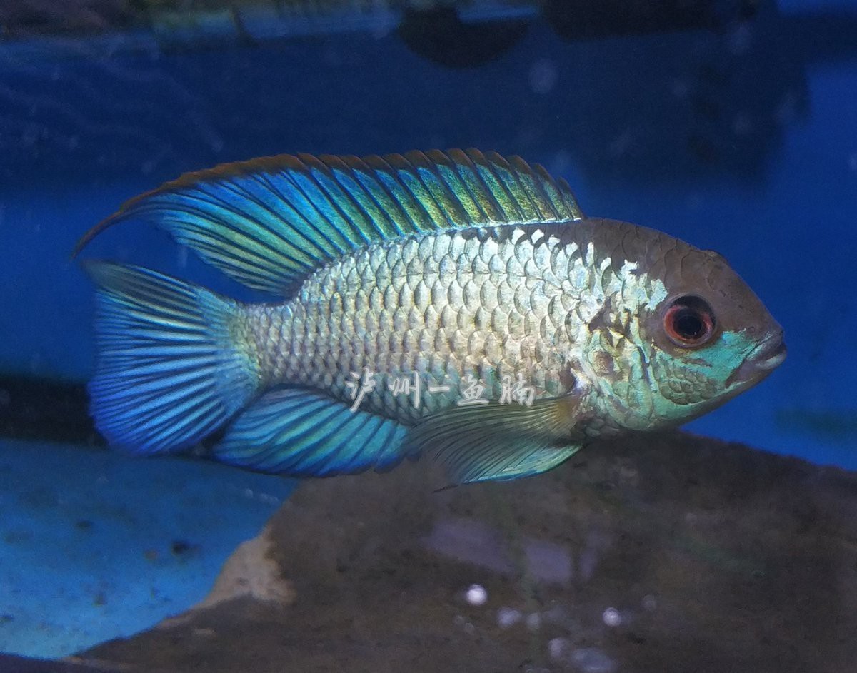 電光鳳凰是食土鯛魚嗎