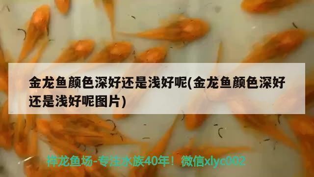 廣州市海珠區龍鳳開心水族店（廣州市海珠區龍鳳開心水族店地址）