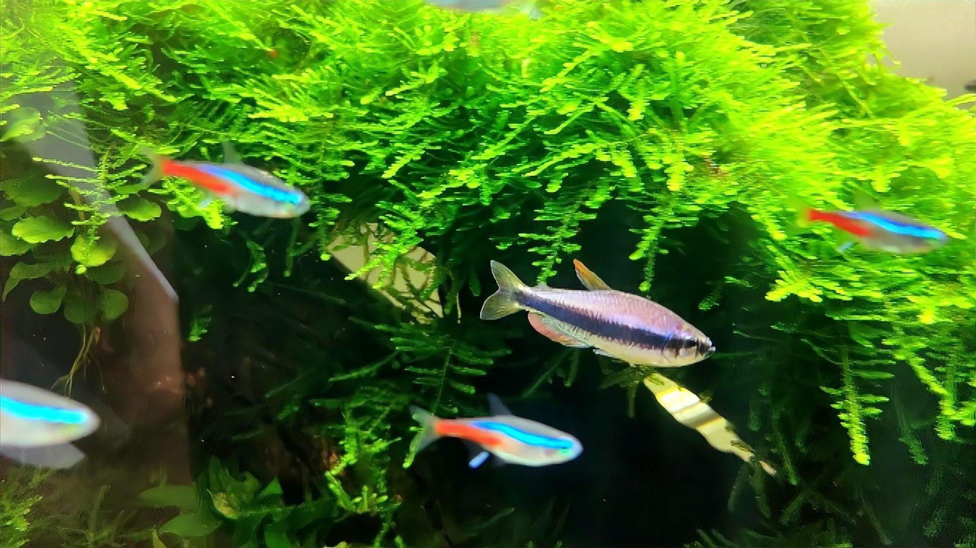 夏天魚缸多久換一次水