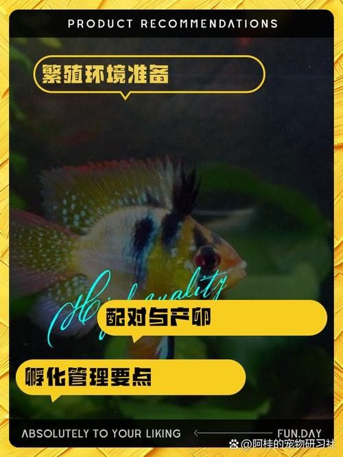 荷蘭鳳凰魚分公母圖解
