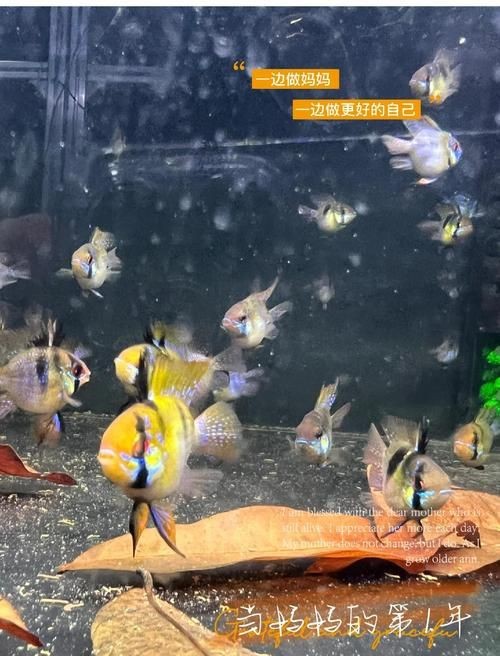 荷蘭鳳凰魚分公母圖解