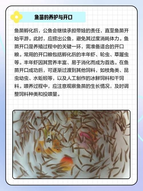 荷蘭鳳凰魚分公母圖解